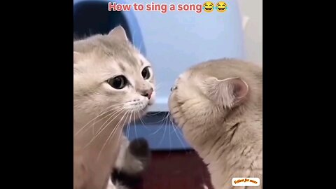 Have you ever heard a cat's song?🤣 trending video