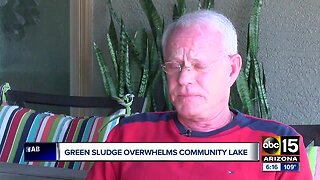 Green algae killing fish in Goodyear neighborhood