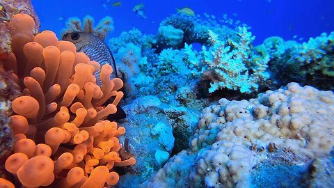 Colorful Tropical Coral Reefs |HD Video No Copy Right | Free Video