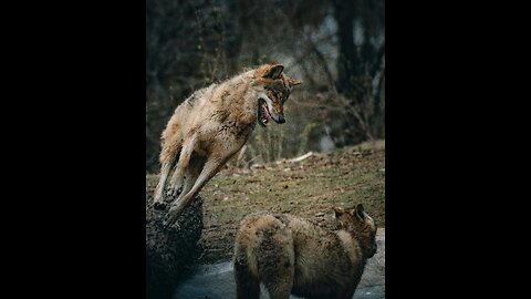 Craziest animals attack to human on camera