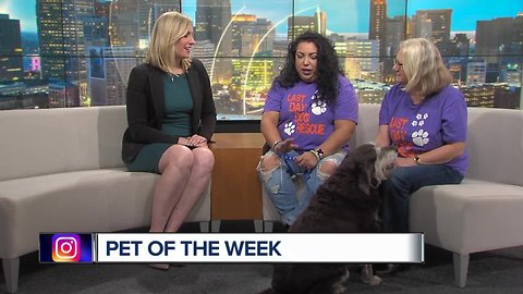 Pet of the Week - Lindsey