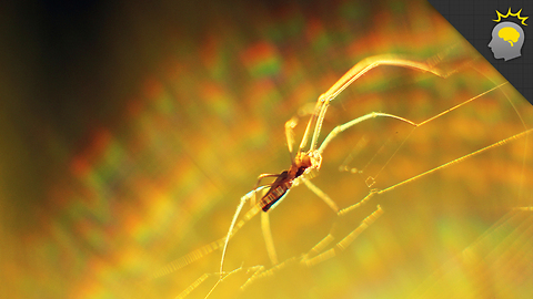 Stuff to Blow Your Mind: The Perfection of Spider Silk - Science on the Web