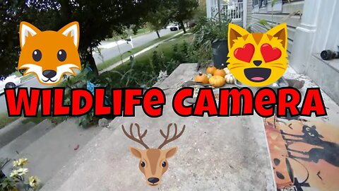 Monday October Wildlife Camera! 🎃