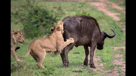 Battle of the Animals buffalo vs. lion