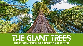 The Giant Trees and Their Unearthly Connection to Earth's Grid System