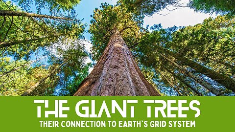 The Giant Trees and Their Unearthly Connection to Earth's Grid System