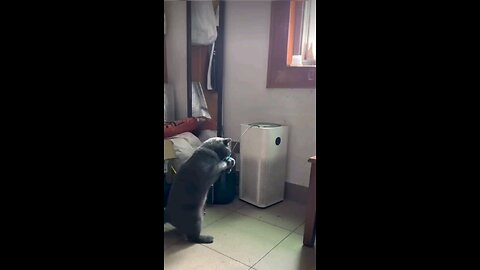 Funniest cats and dogs videos😁