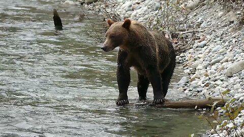 Grizzly Bear Hunting for Salmon in a River.