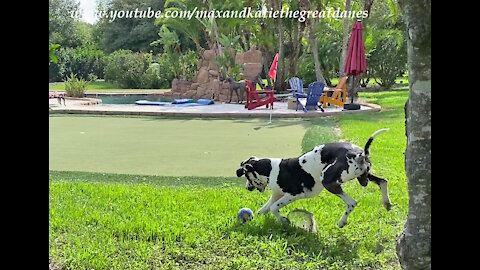 Great Dane Shows Off His Fancy Footwork With His Squeaky Soccer Ball