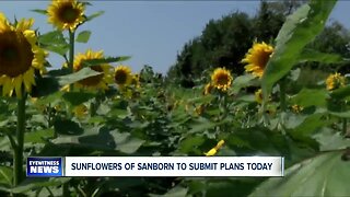 Sunflowers of Sanborn to submit plans today