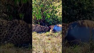 Cheetah Having Breakfast #shorts | #ShortsAfrica