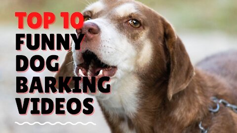 TOP 10 Funny Dog Barking videos compilation 2021 ♥