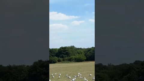 White birds