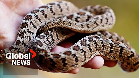 Alberta's ‘Snakes on a Plain’ group determined to save reptiles from becoming roadkill