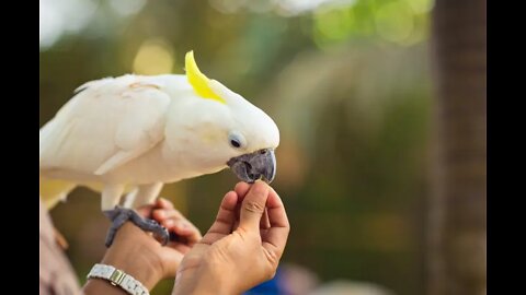 Feeding my beloved parrot is a very pleasant routine