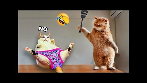 Ultimate funny cats and dogs😹🐶 Funniest animals😂 part 12