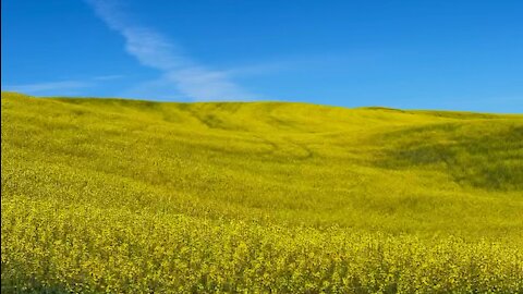 Rapeseed canola fields