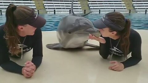 Funny kiss Dolphin