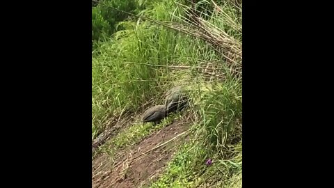 Guinea fowl keets explore in long grass for first time