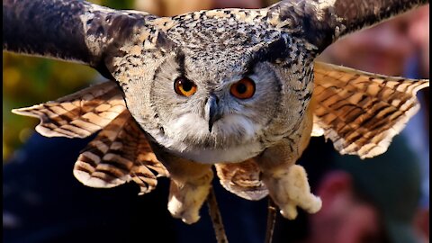 Owls bird in the forest