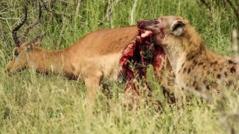 National Geographic Animals Hyena Attack Deer and Finished Eating