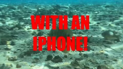 Taking my iPhone under water 😱 | fish in their natural habitat!