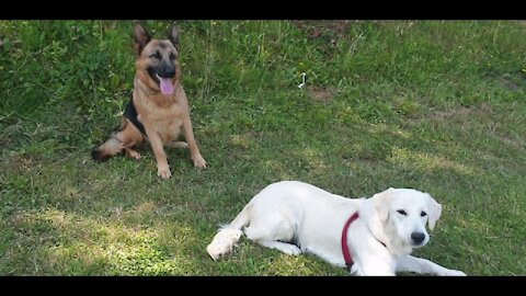 German Shepherd and Golden Retriever are playing together,large dogs,Njemački Ovčar,Zlatni Retriver