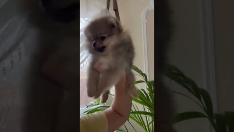 😂 cute dog video 😂, part 149 #shorts