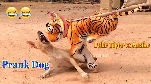 Funny fake tiger scare prank on dogs / funny moments!