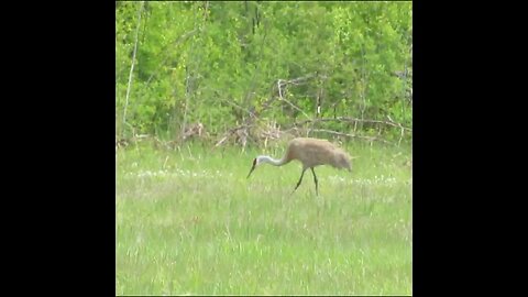 sandhill crane