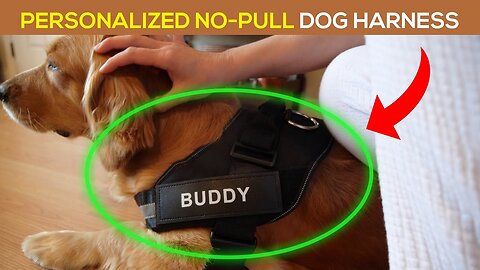 TrueHarness™ - The Personalized No-Pull Dog Harness