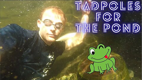 Adding tadpoles to the pond plus some underwater maintenance (DIY Koi pond)