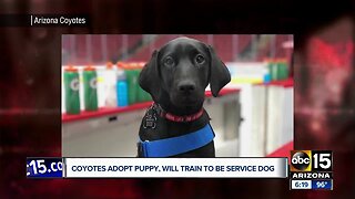 Coyotes adopt puppy, will train to be service dog