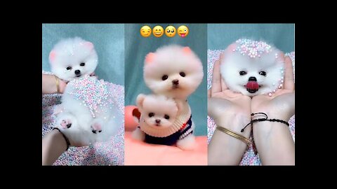 Divertido y lindo - Dog Pomeranian😍 te Encantara