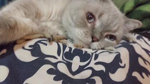 Chubby Cats Relaxing On Bed