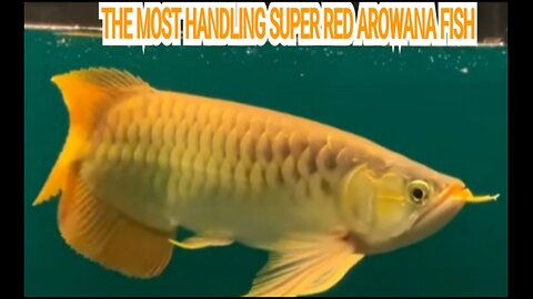 THE MOST HANDLING SUPER RED AROWANA FISH