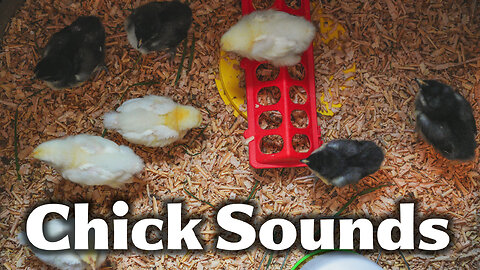 Chick Noises - Life on Chilli's Farm