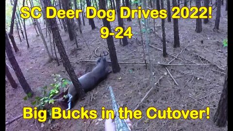 SC Deer Dog Drives 2022! 9-24... Big Bucks!