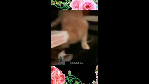 Funny animal videos