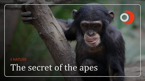 Nature | The secret of the apes