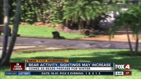 Bear activity, sightings may increase