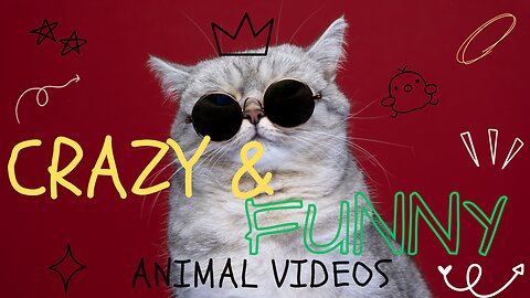 Funny Animal Videos