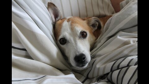 How to teach your dog to go to their bed ON COMMAND VERY FAST