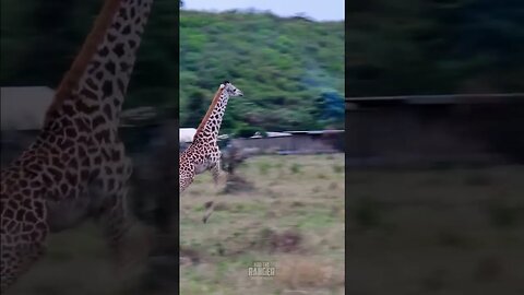 Giraffes Run Past Camp #shorts | #ShortsAfrica