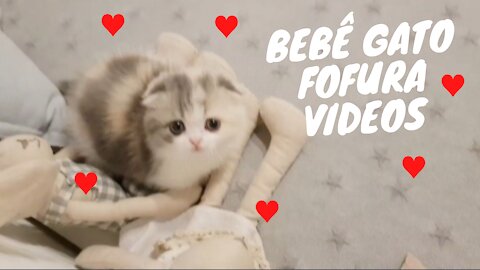 😍Bebê Gato Funny Vídeos♥️🐱