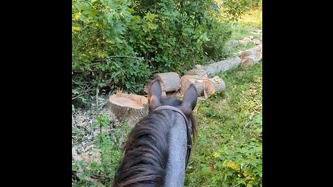 Helping horses overcome fear - Aug 2024