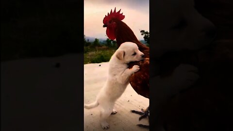 puppy so cute play with chicken 🥰🤔 short vedio