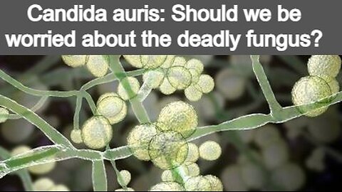 CANDIDA AURIS