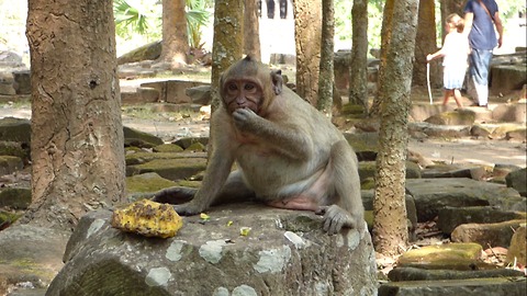 Fat baby monkey love to eat