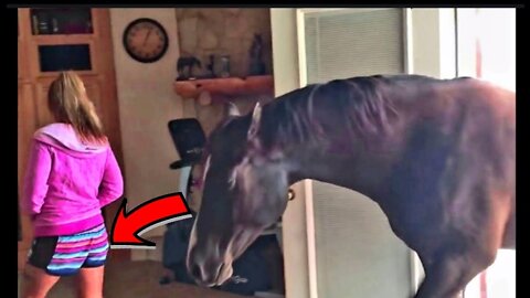 Horse Walks Inside House to Chill With Owner😍😍😍